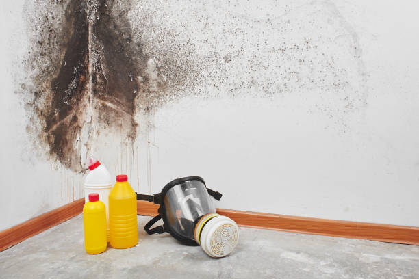 Best Toxic Mold Removal  in Hallsville, TX