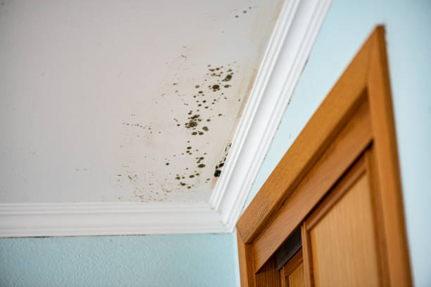 Certified Mold Removal in Hallsville, TX