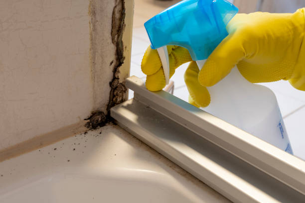 Trusted Hallsville, TX Mold Removal Experts
