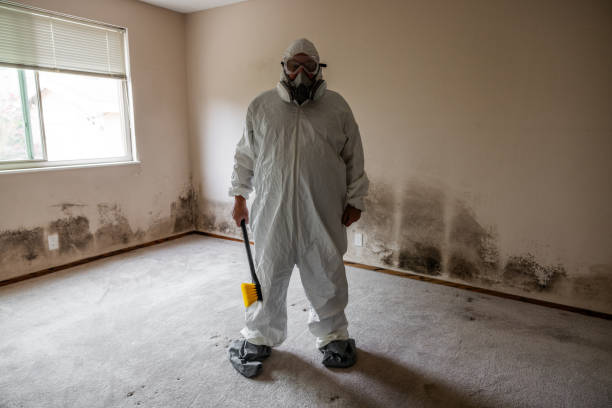 Best Mold Cleaning Services  in Hallsville, TX